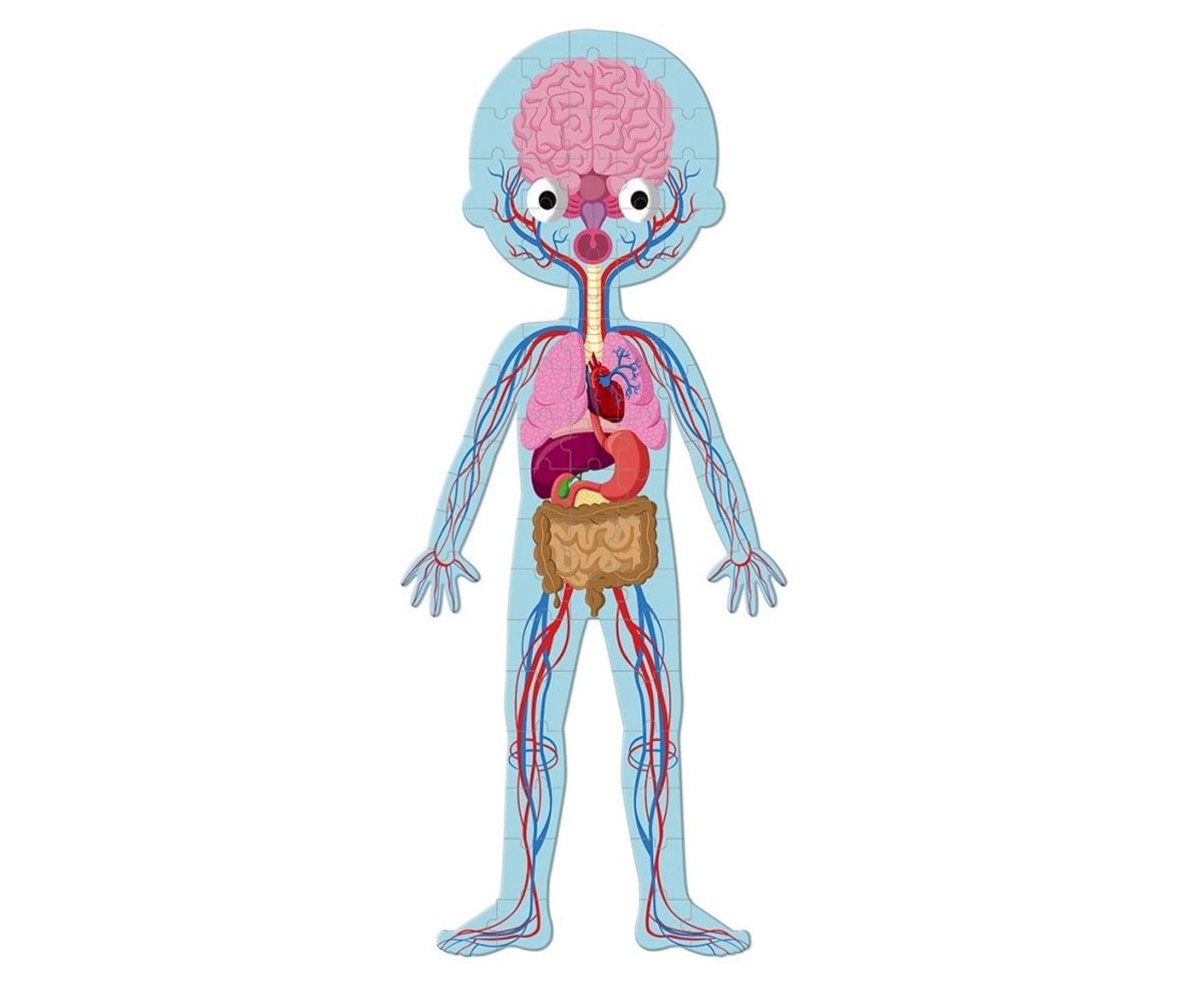 4 Puzzle Educativi Il Corpo Umano
