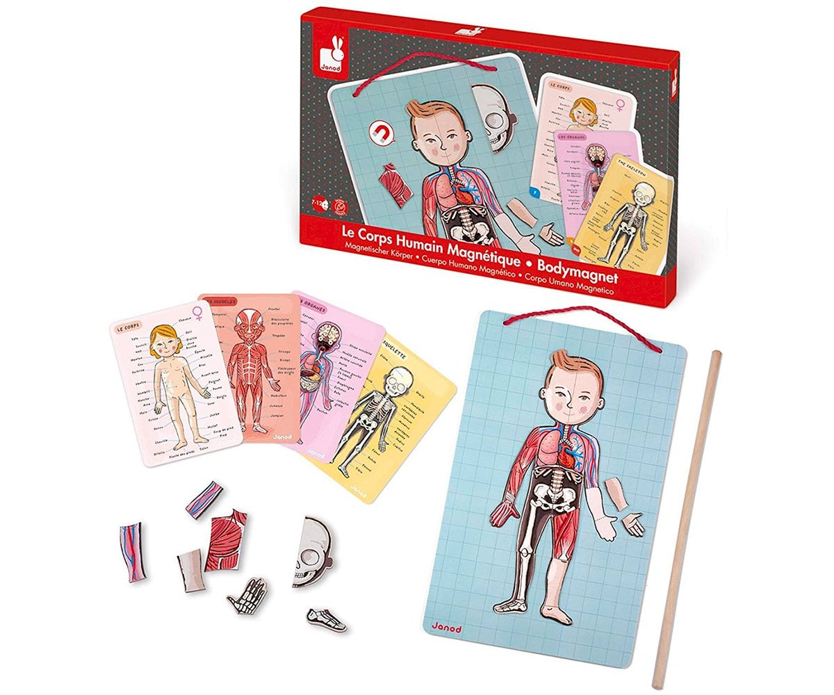 Magnetic Human Body Puzzle