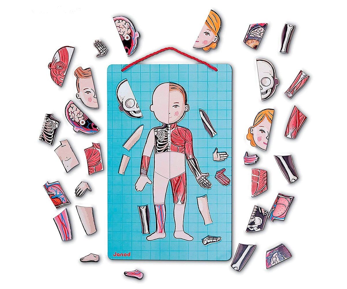 Magnetic Human Body Puzzle